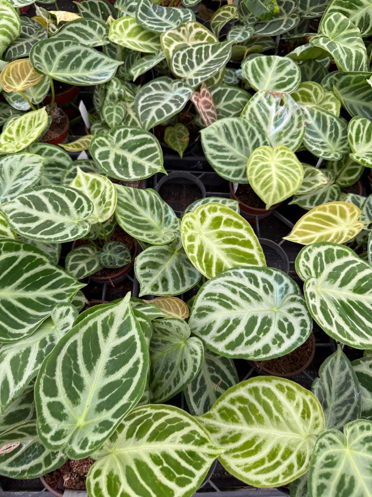 Anthurium Dorayaki x Silver Blush