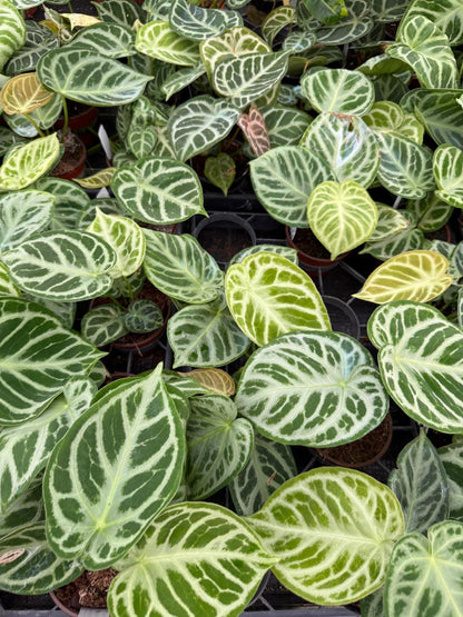 Anthurium Dorayaki x Silver Blush