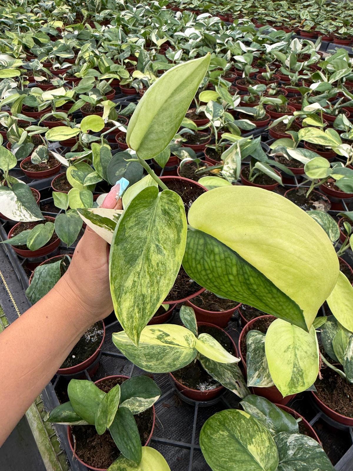 Scindapsus Jade Satin Aurea