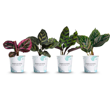 Calathea Collection (4PK) Essential Houseplant Live Plant Live in 2 inch Pots, Lancifolia, Calathea Ornata, Makayona, Rosy