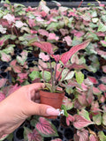 Caladium Lucia