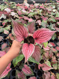 Caladium Lucia
