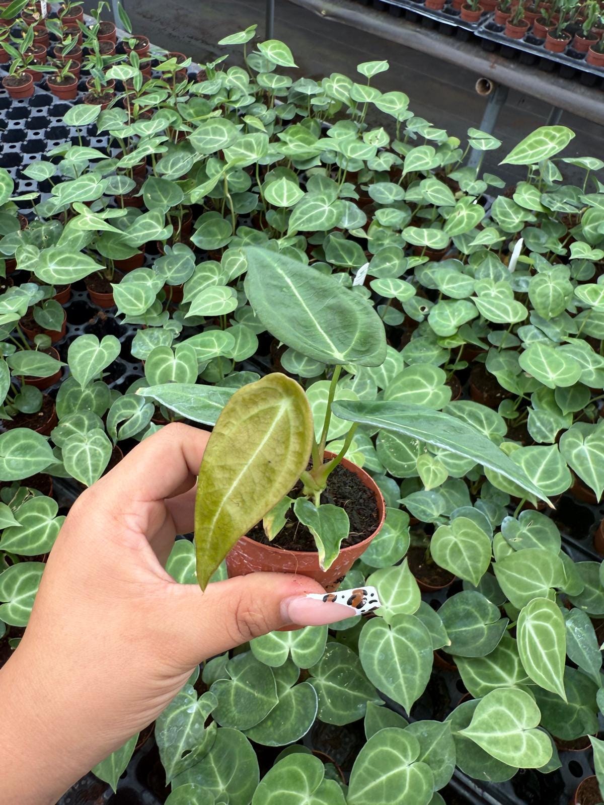 Anthurium Forgetti