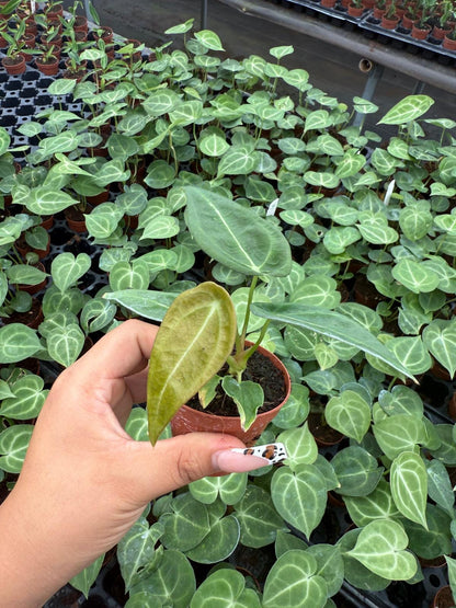Anthurium Forgetti