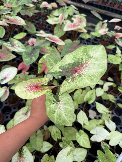 Caladium Peach Juice