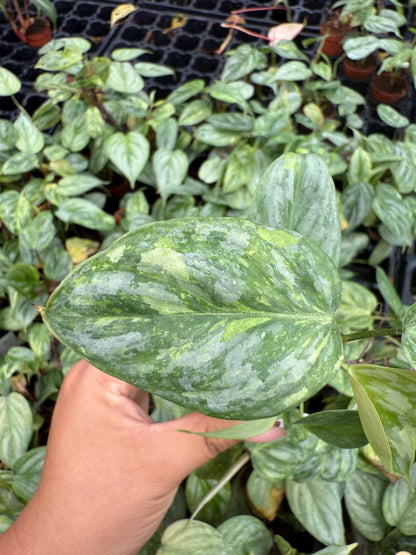 Philodendron Sodiroi Variegated
