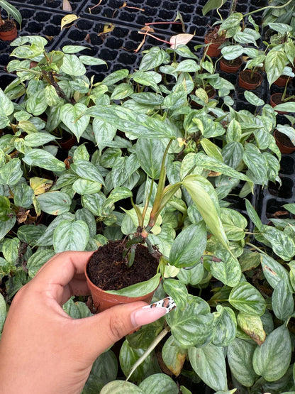 Philodendron Sodiroi Variegated