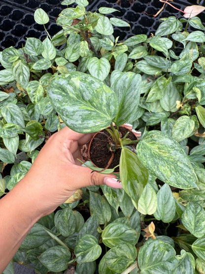 Philodendron Sodiroi Variegated