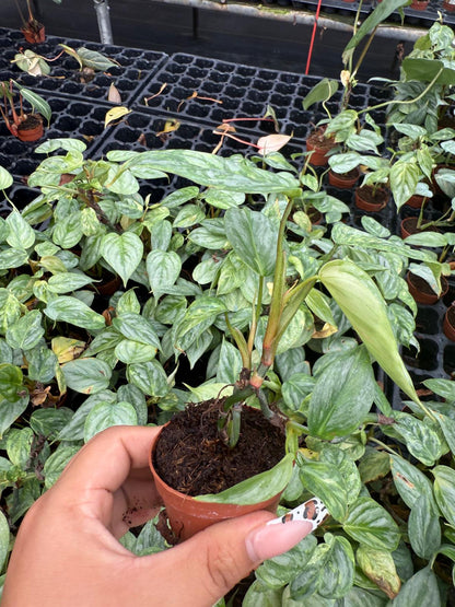 Philodendron Sodiroi Variegated