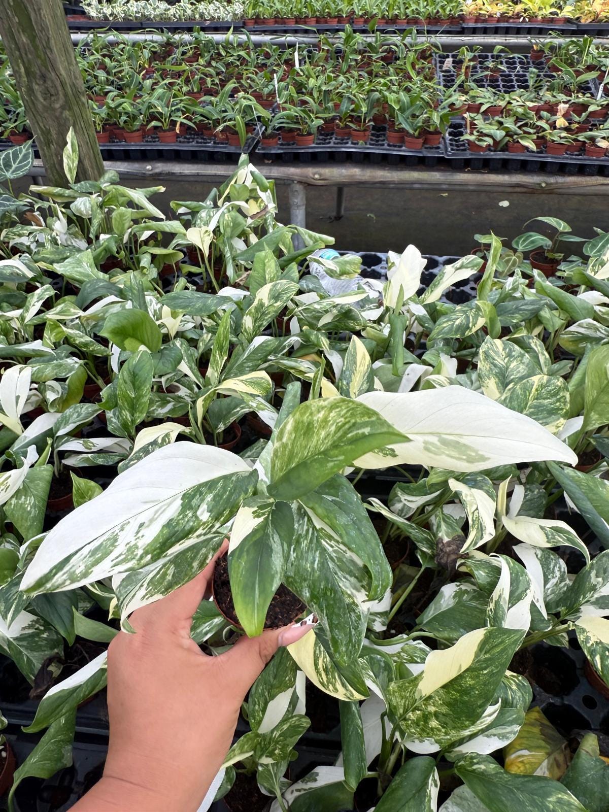 2" Monstera Lechleriana Variegated