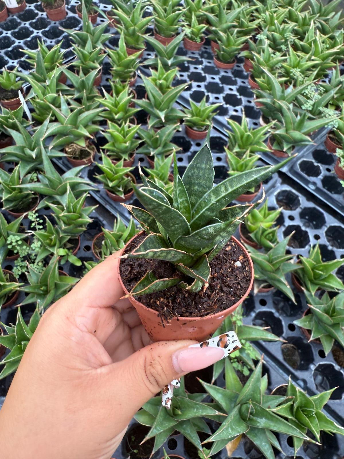 Sansevieria Table Mountain
