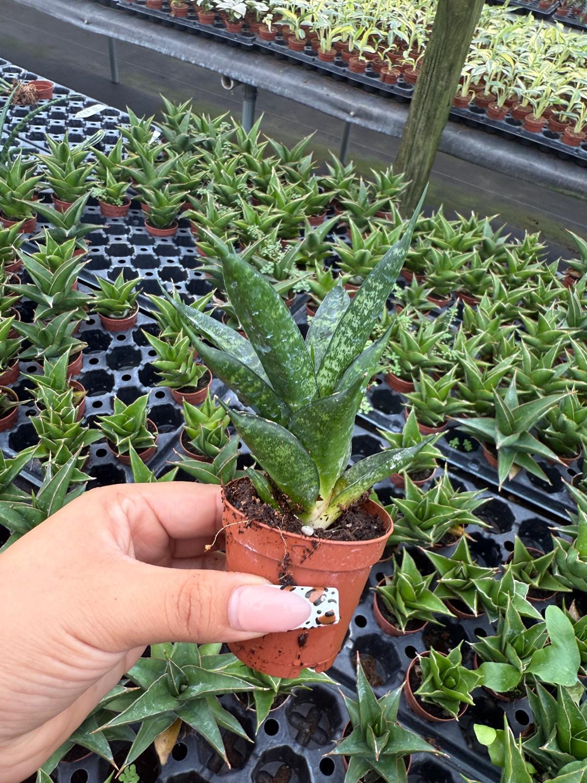 Sansevieria Pagodah Black