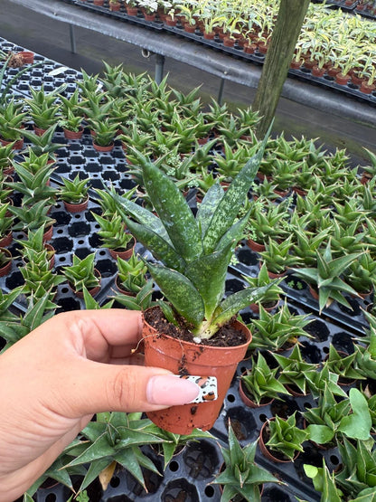 Sansevieria Pagodah Black