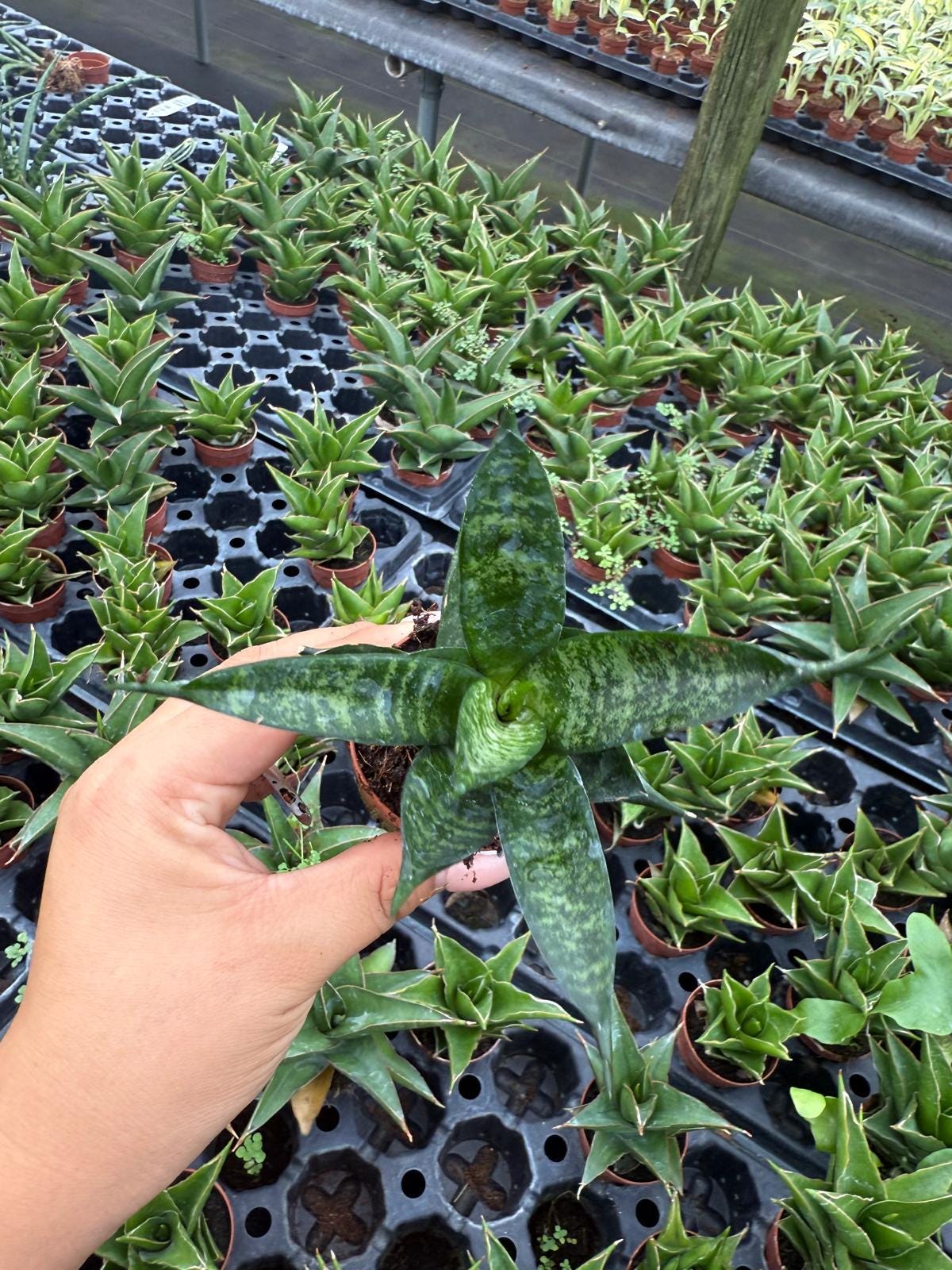 Sansevieria Pagodah Black