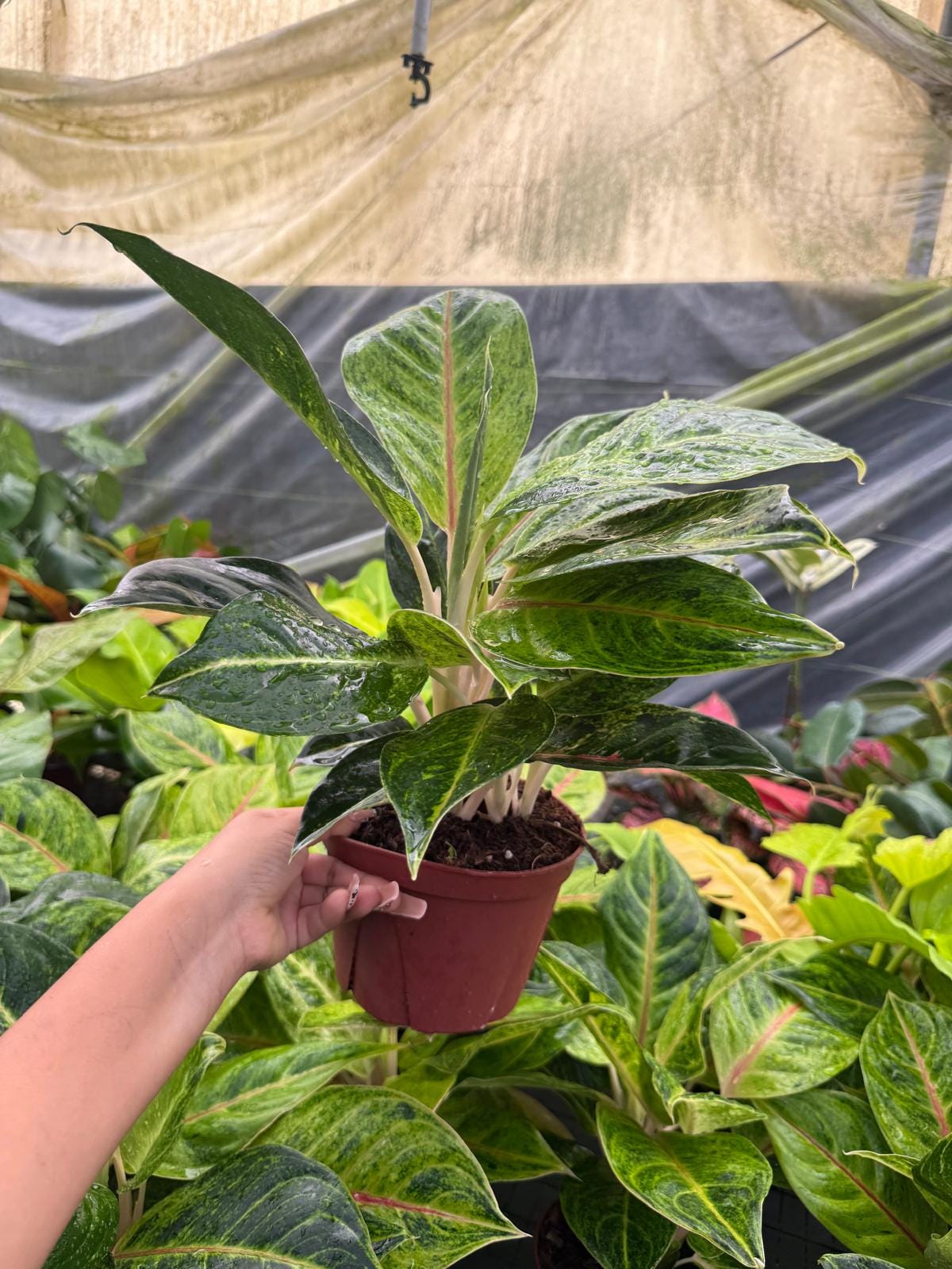 6" Aglaonema Green Papaya