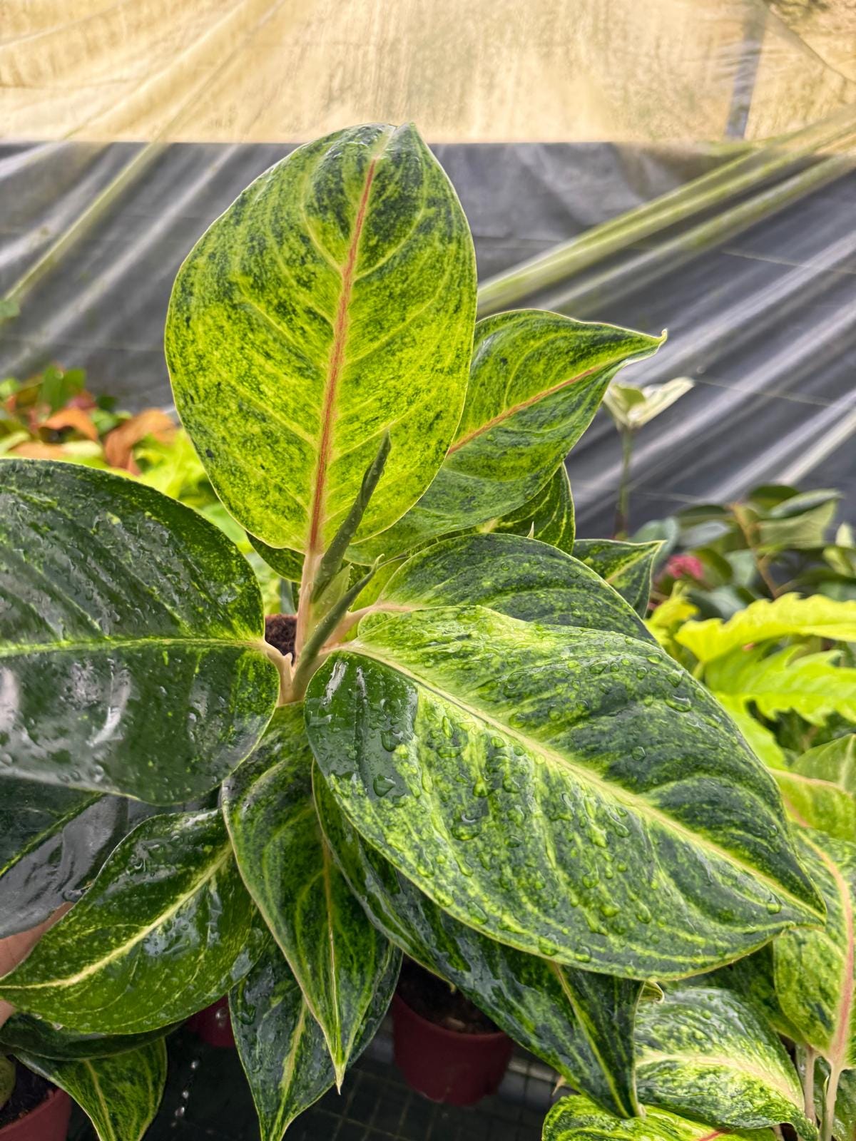 6" Aglaonema Green Papaya