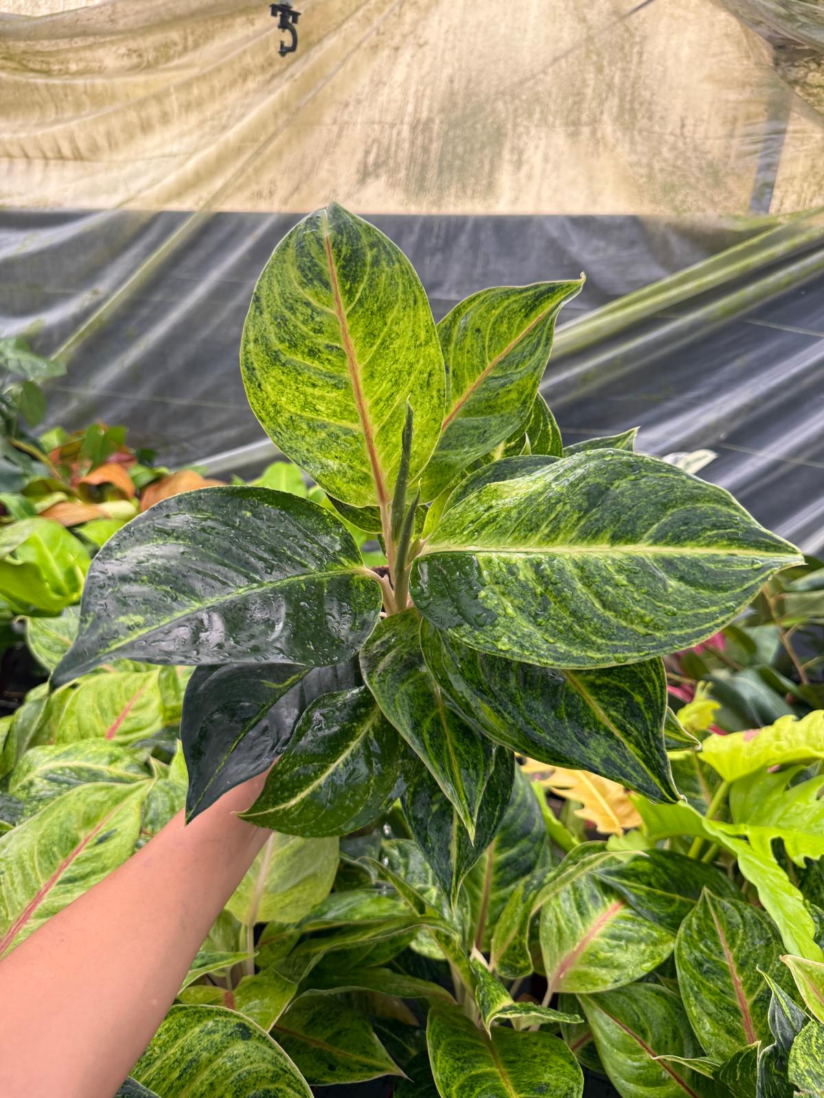 6" Aglaonema Green Papaya