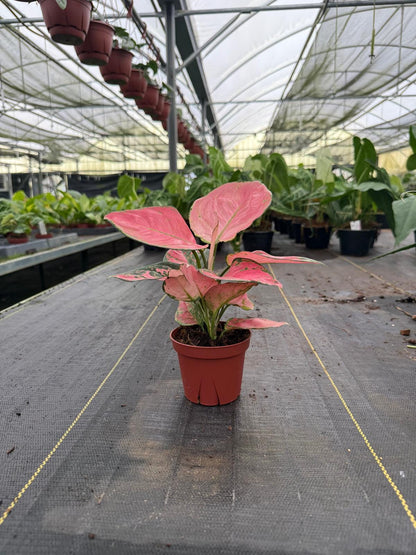 Aglaonema Beauty Pink