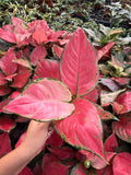 Aglaonema Red Valentine : Indoor Plants - Easy Care Houseplant - Starter Plant ,Live Indoor, Easy to Grow - Beginner Plant