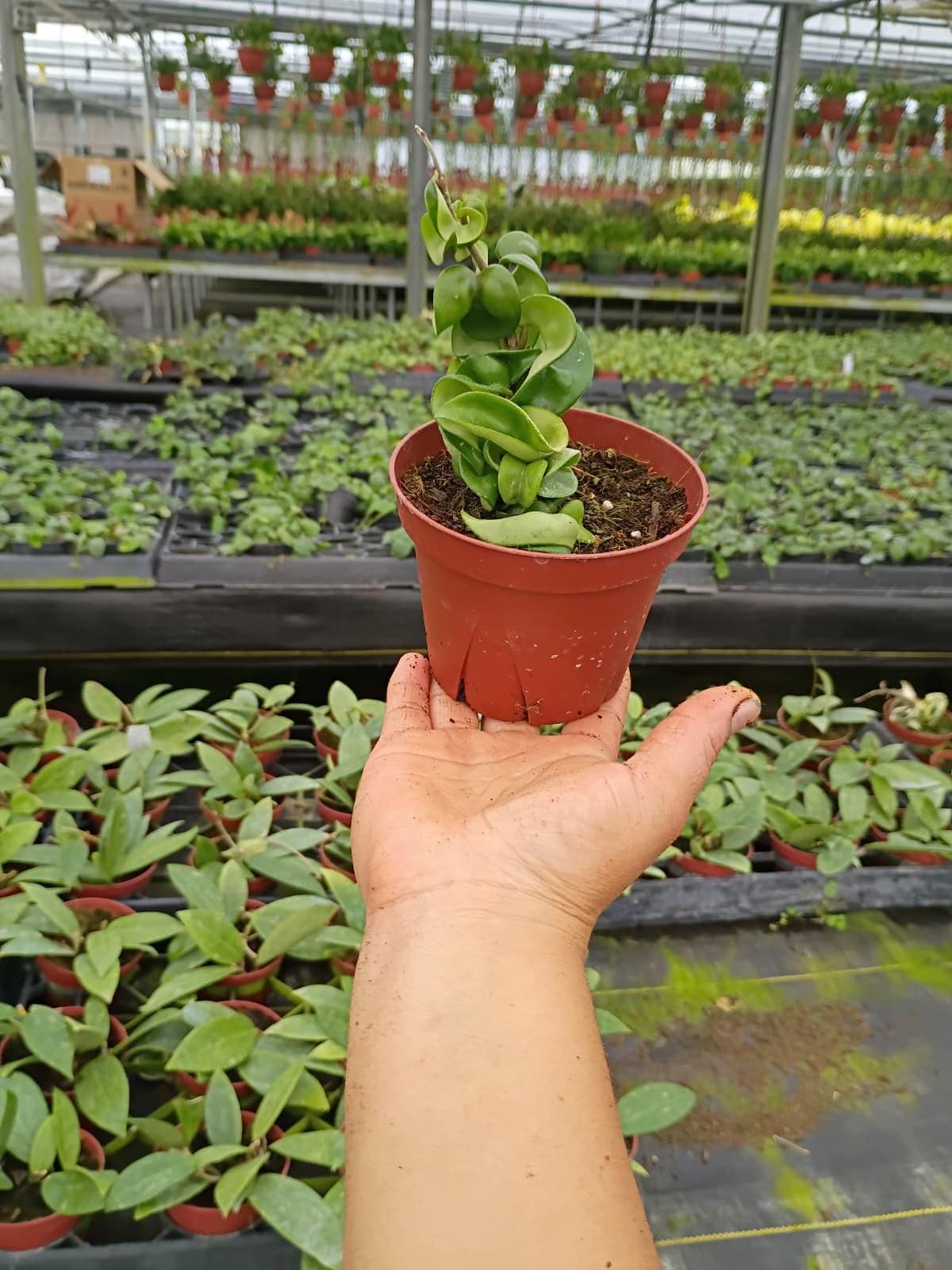 Hoya Hindu Rope "Green"