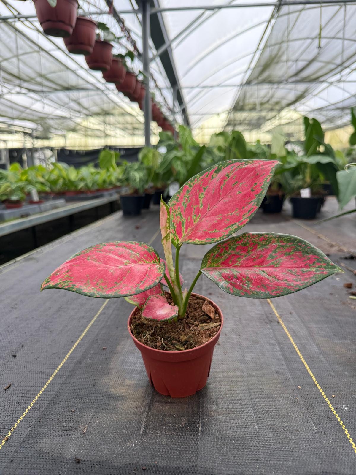 4" Pot Aglaonema Richard