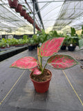 4" Pot Aglaonema Richard