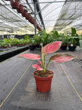4" Pot Aglaonema Richard