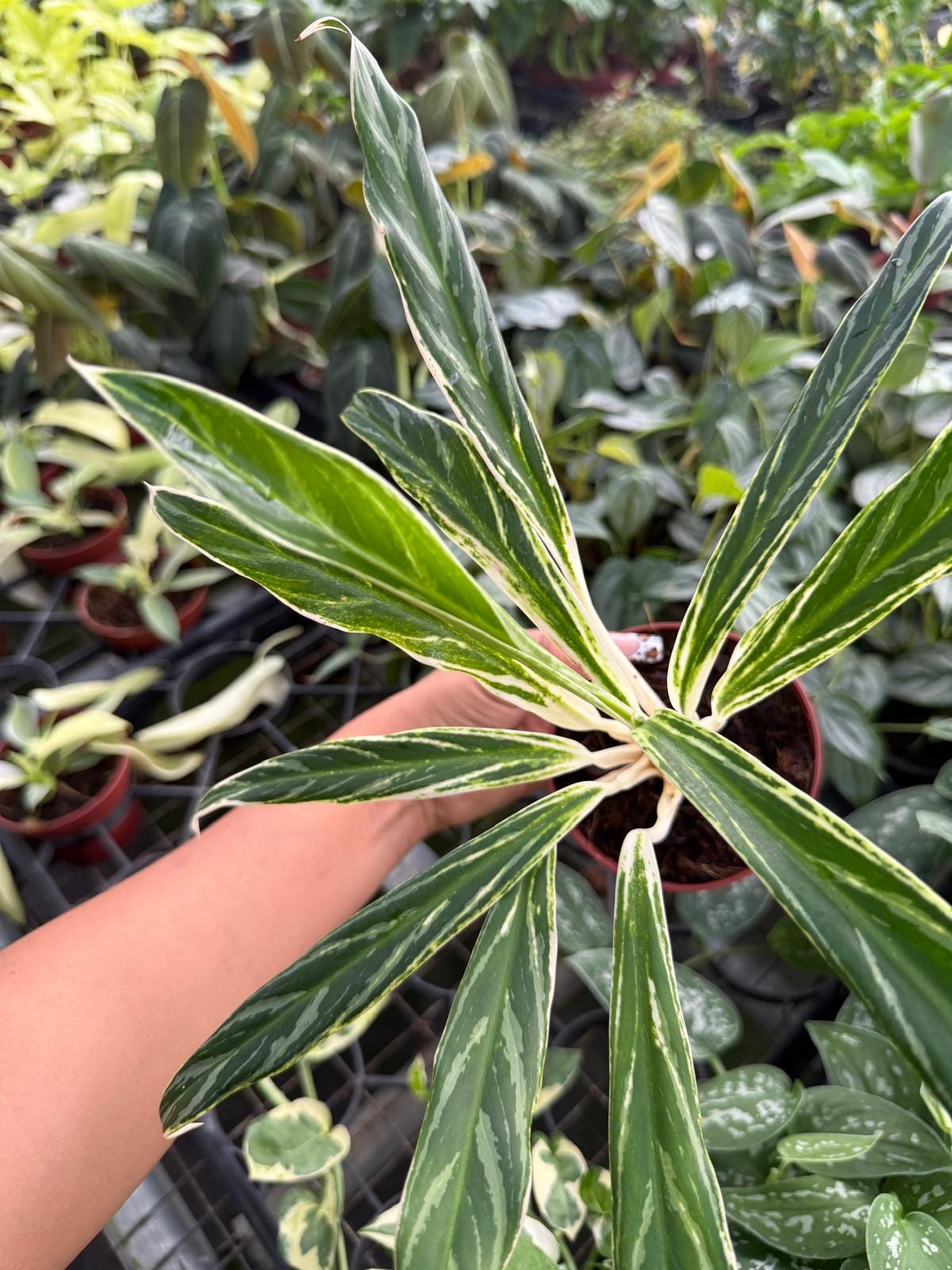4" Aglaonema Bamboo