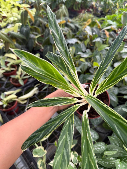 4" Aglaonema Bamboo