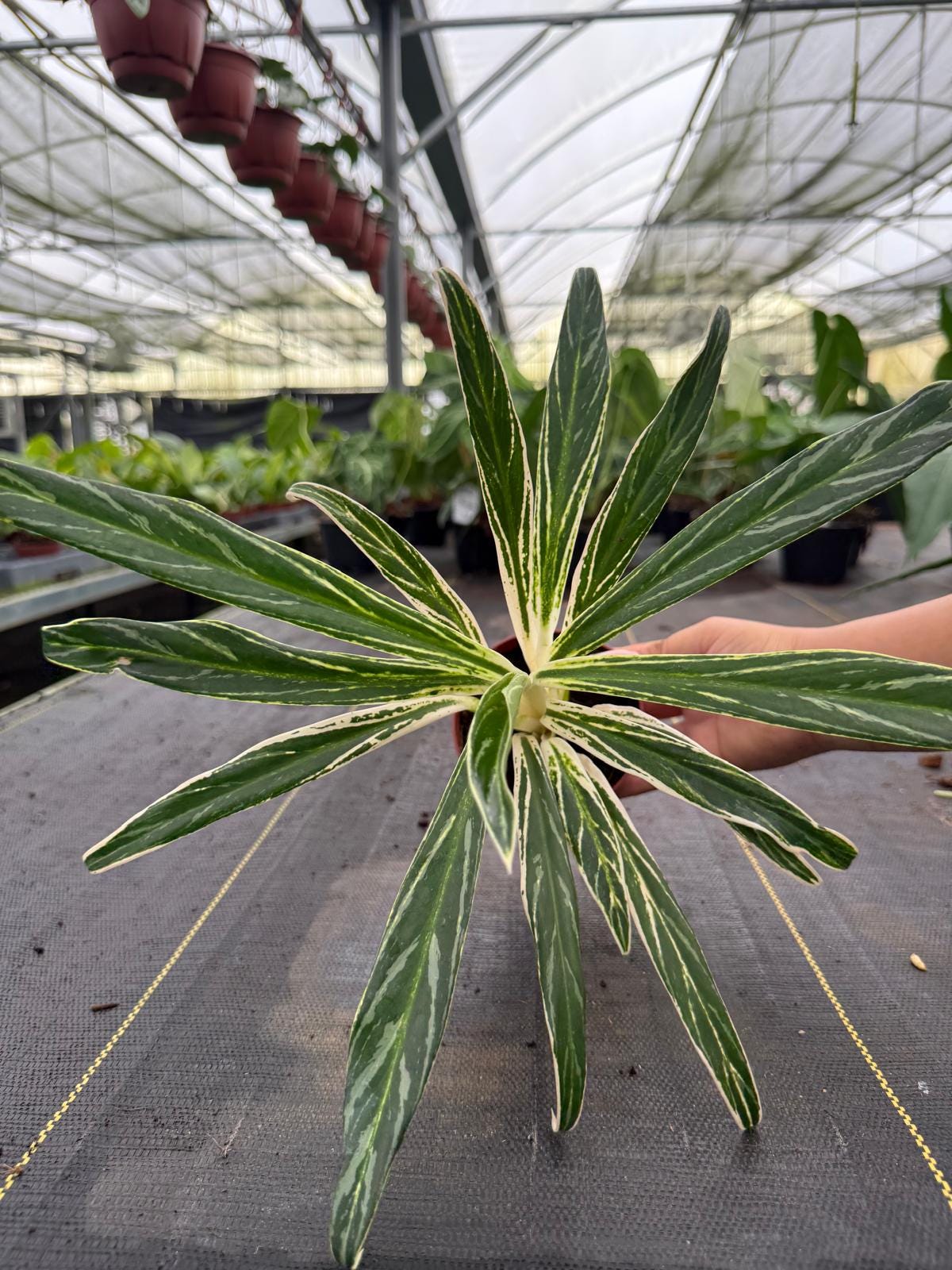 4" Aglaonema Bamboo