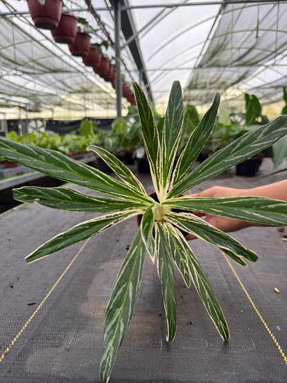 4" Aglaonema Bamboo