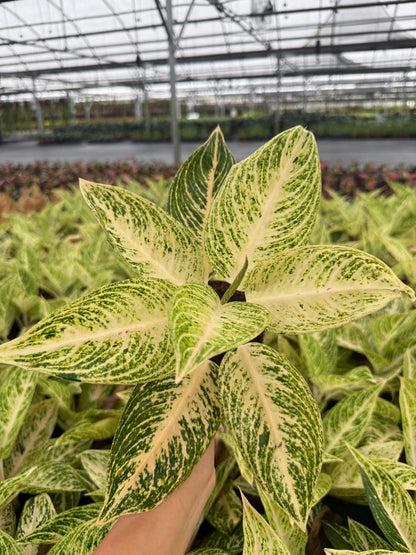 Aglaonema Legacy White - Chinese Evergreen - Live Plant in 4” Pot