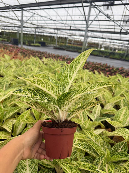 Aglaonema Legacy White - Chinese Evergreen - Live Plant in 4” Pot
