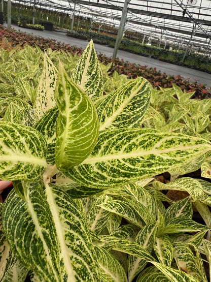 Aglaonema Legacy White - Chinese Evergreen - Live Plant in 4” Pot