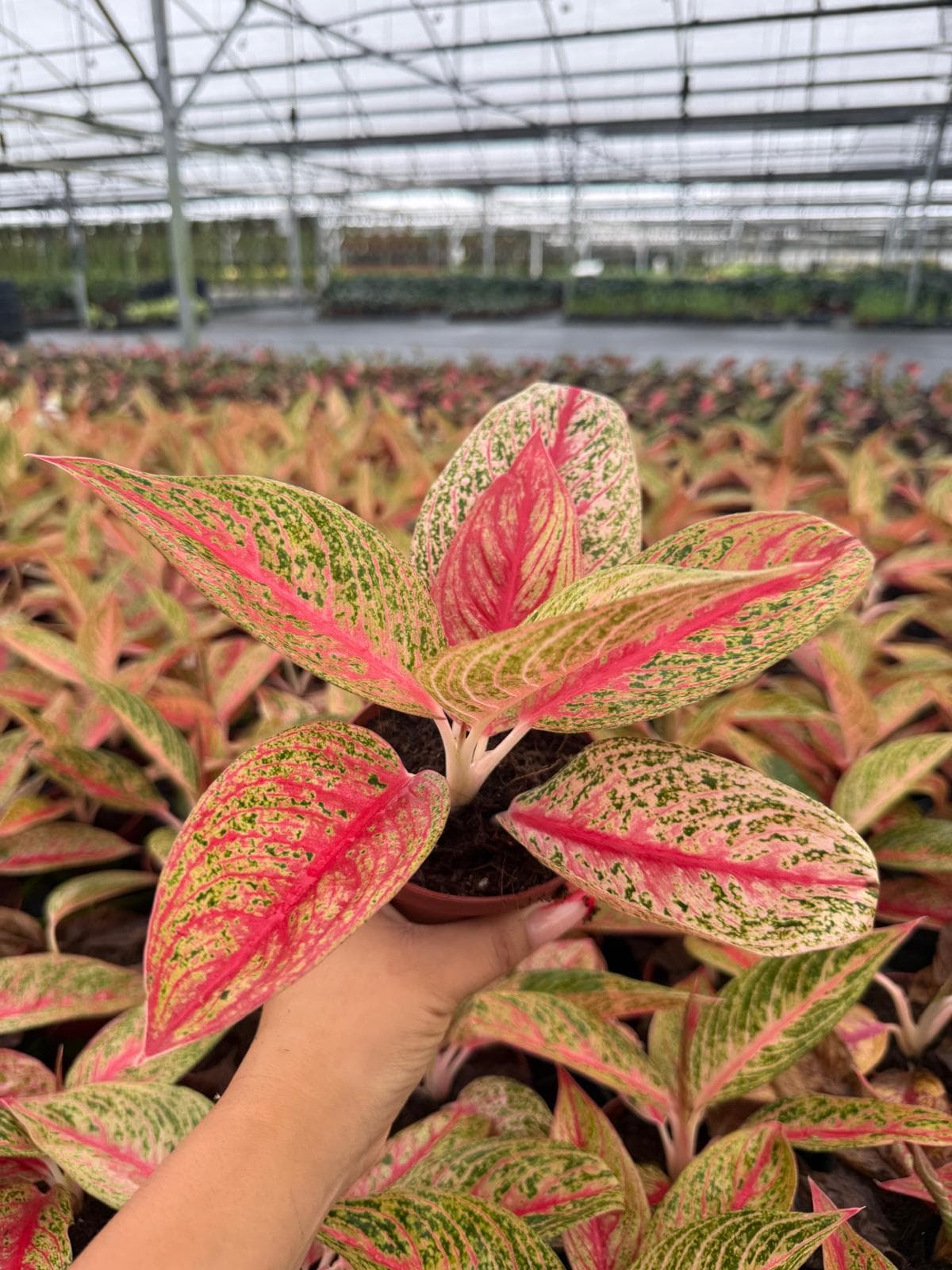 Aglaonema Legacy Pink, Chinese Evergreen - Live Plant in 4" Pot