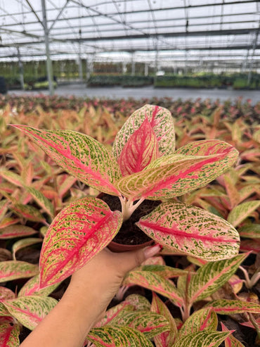 Aglaonema Legacy Pink, Chinese Evergreen - Live Plant in 4" Pot