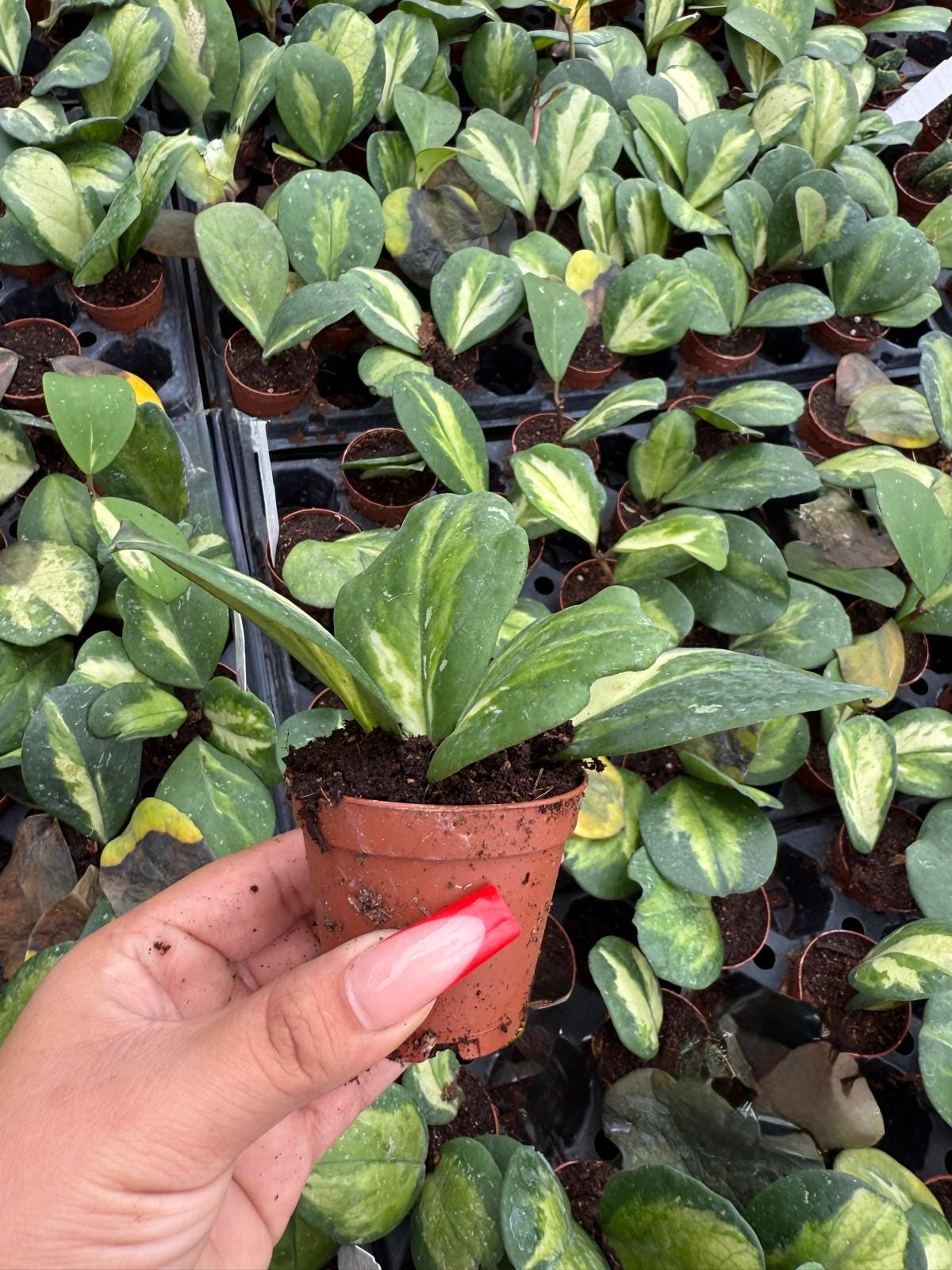 Hoya Obovata Variegated – Wax Plant | Live Plant in 2” Pot