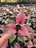 Caladium Lucia