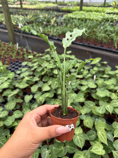 2" Monstera Obliqua