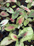 Caladium Peach Juice