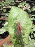 Caladium Peach Juice