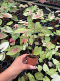 Caladium Peach Juice