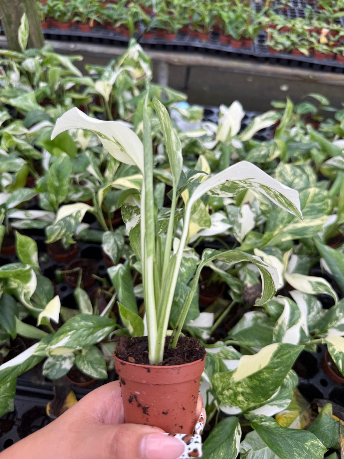2" Monstera Lechleriana Variegated