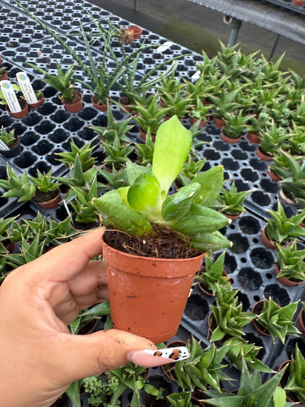 2" Sansevieria Pyramid