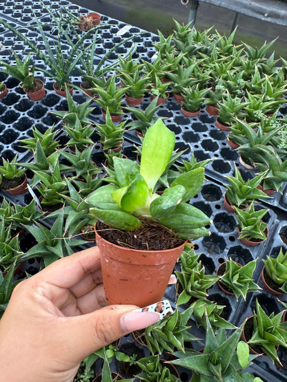 2" Sansevieria Pyramid