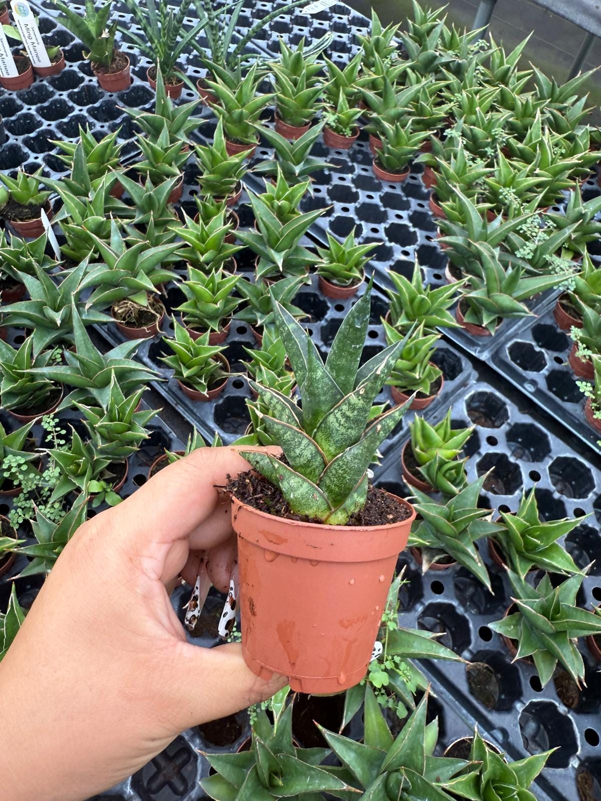 Sansevieria Table Mountain