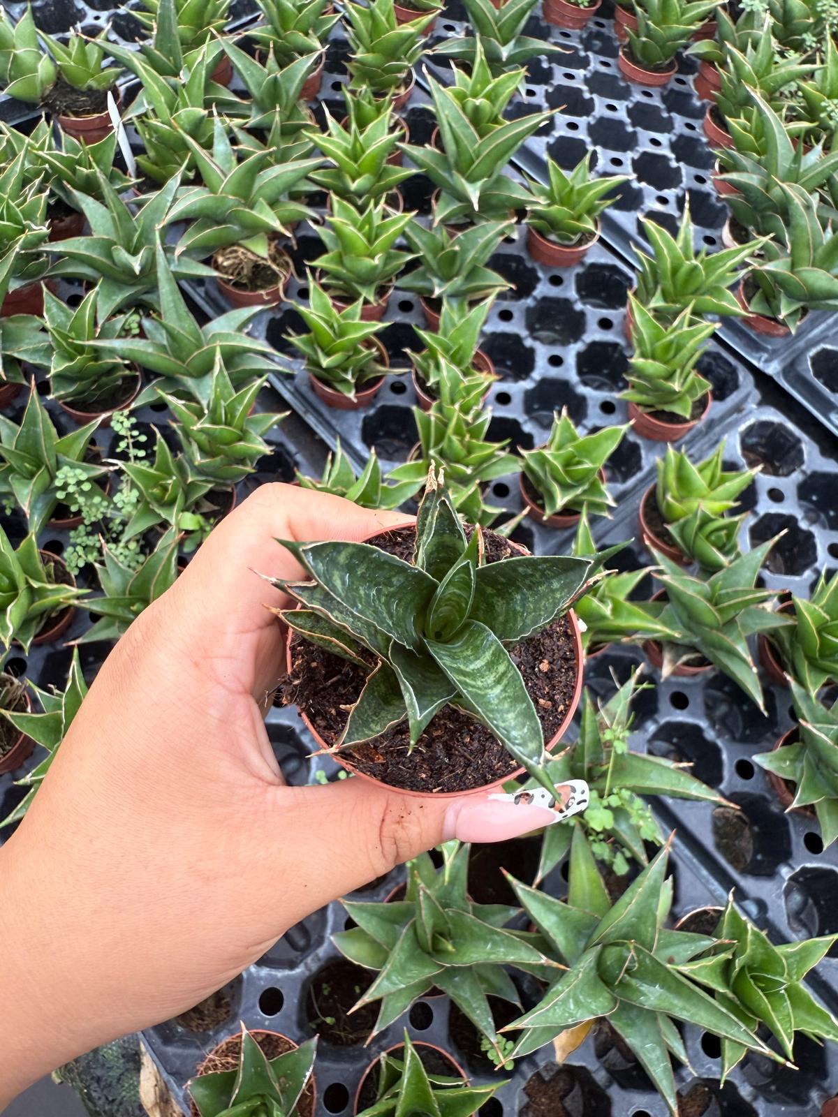 Sansevieria Table Mountain