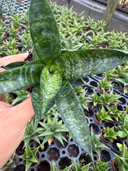 Sansevieria Pagodah Black