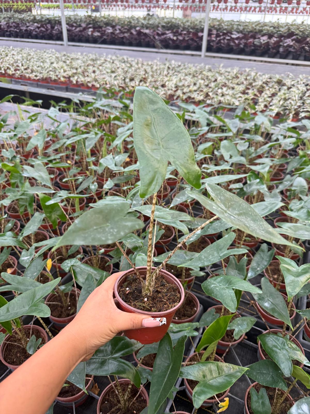 Alocasia Zebrina