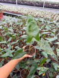 Alocasia Zebrina